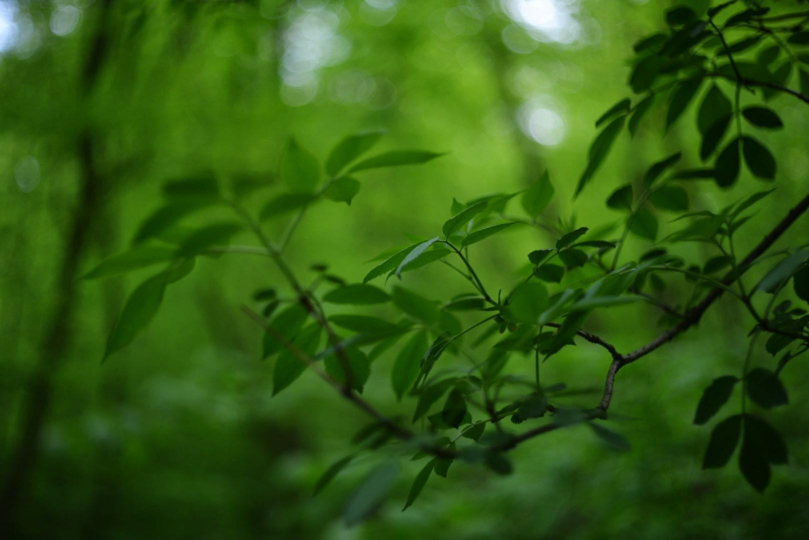 Ramas con hojas verdes iluminadas por el sol